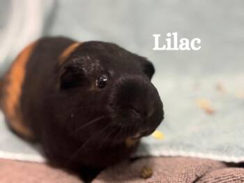 Rescue Guinea Pig Guinea Pigs for Adoption in Auburn, Maine - Lilac & Pipsqueek | PetCurious